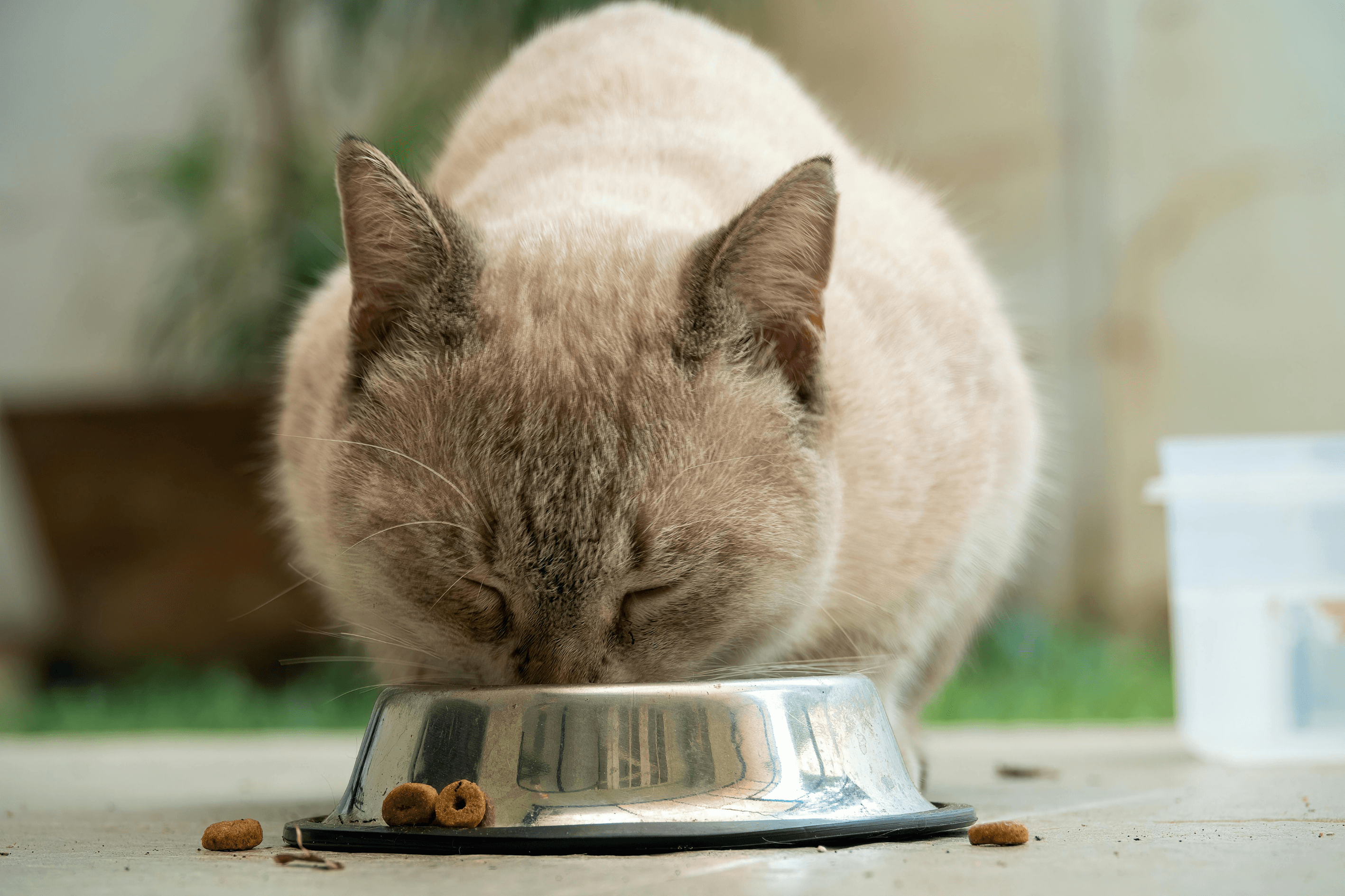 Alimentação Balanceada para Gatos: Dicas e Cuidados