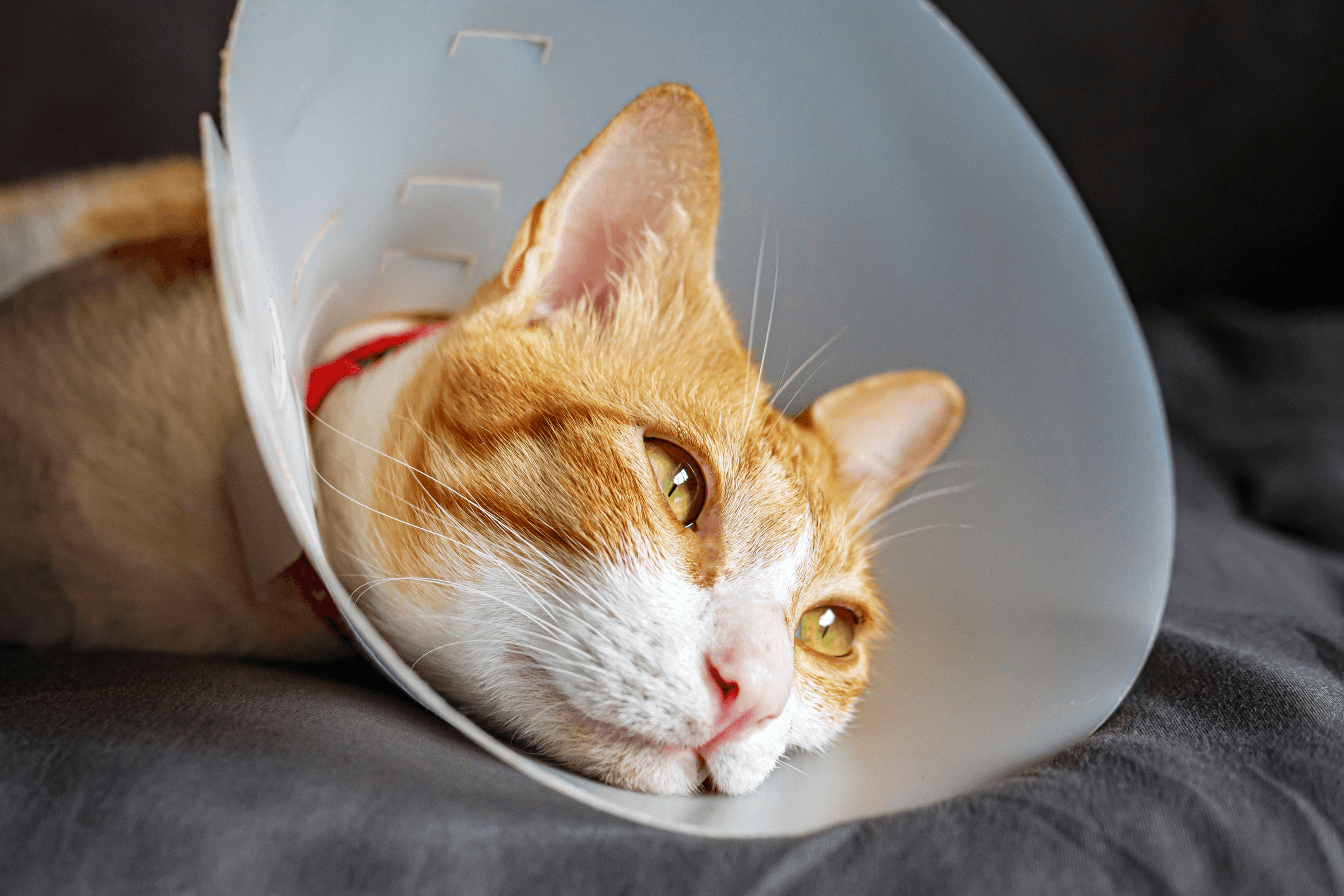 Sinais de Doença em Gatos: Quando Procurar o Veterinário