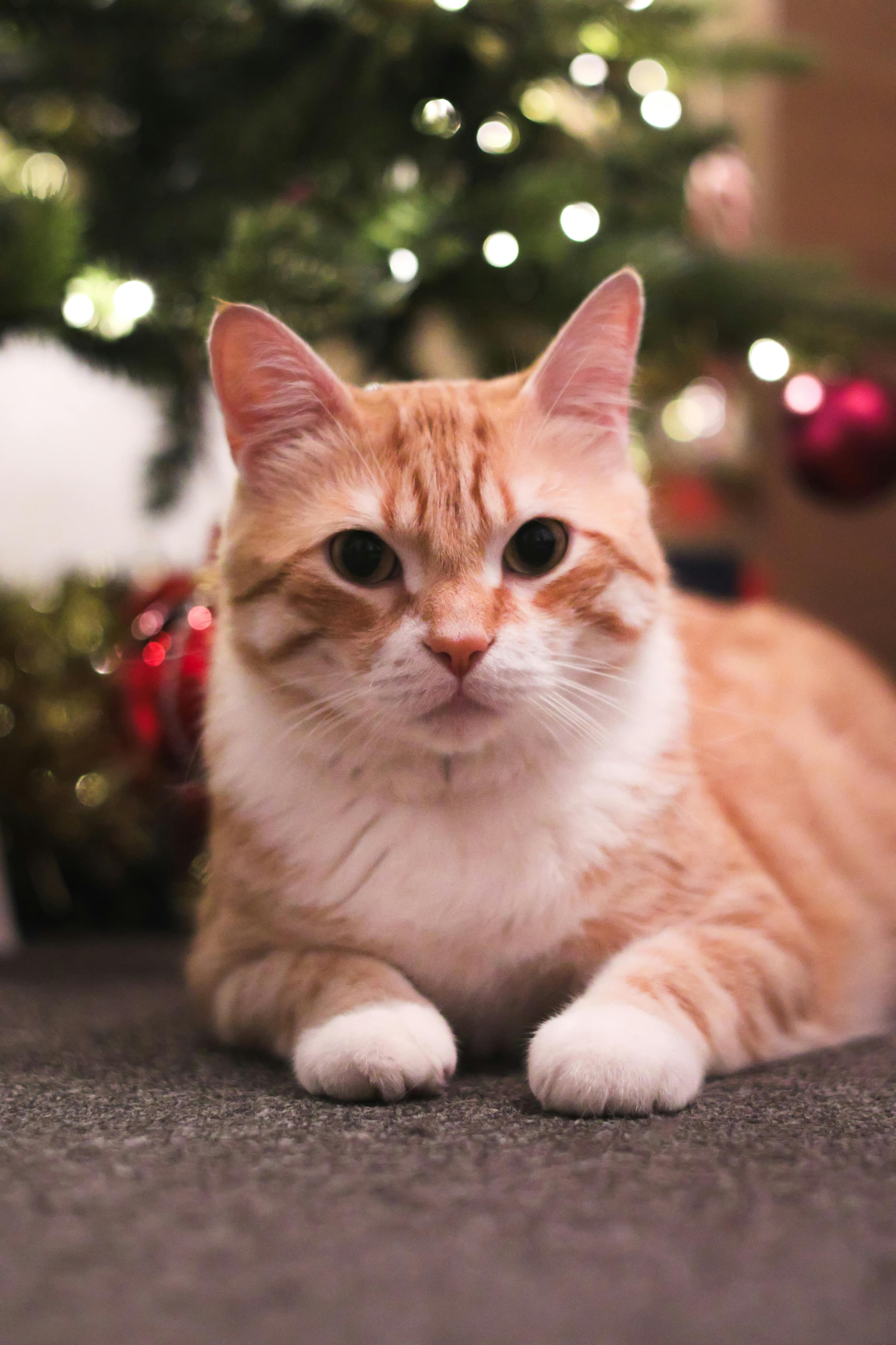 Natal Solidário 2023