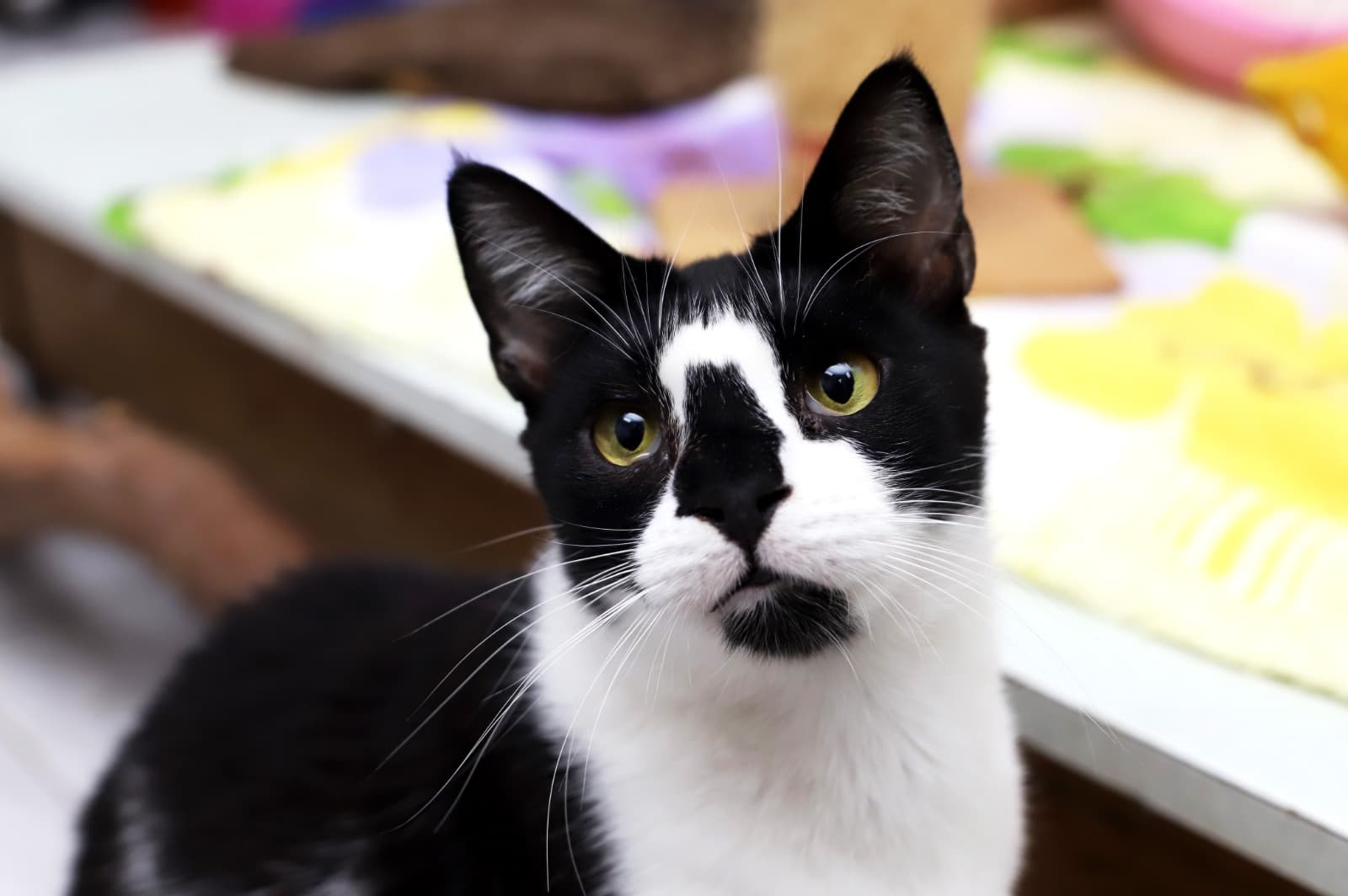 Gato adorável esperando por adoção