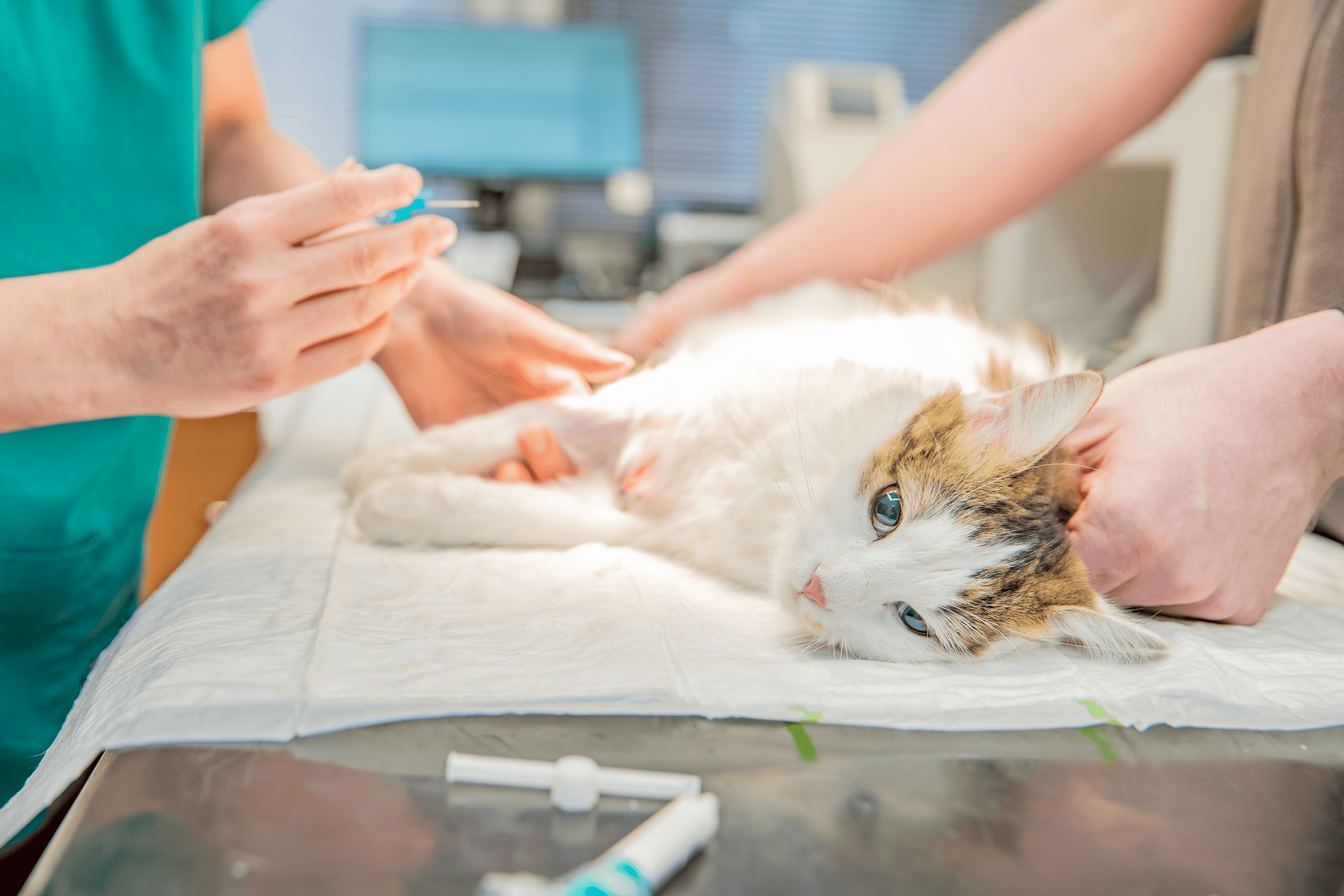 A Importância da Castração para Gatos