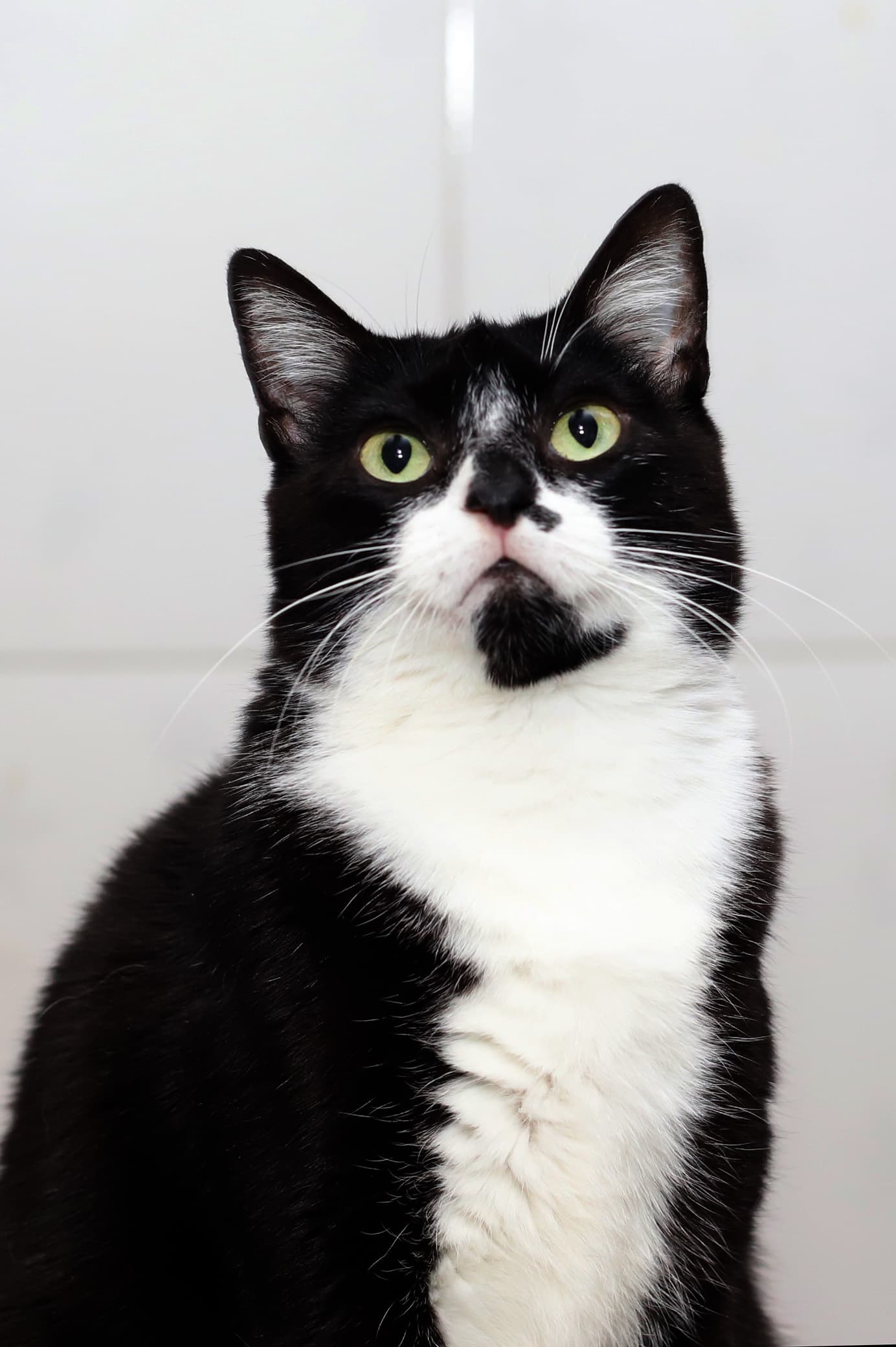 Estrela - Gato para adoção