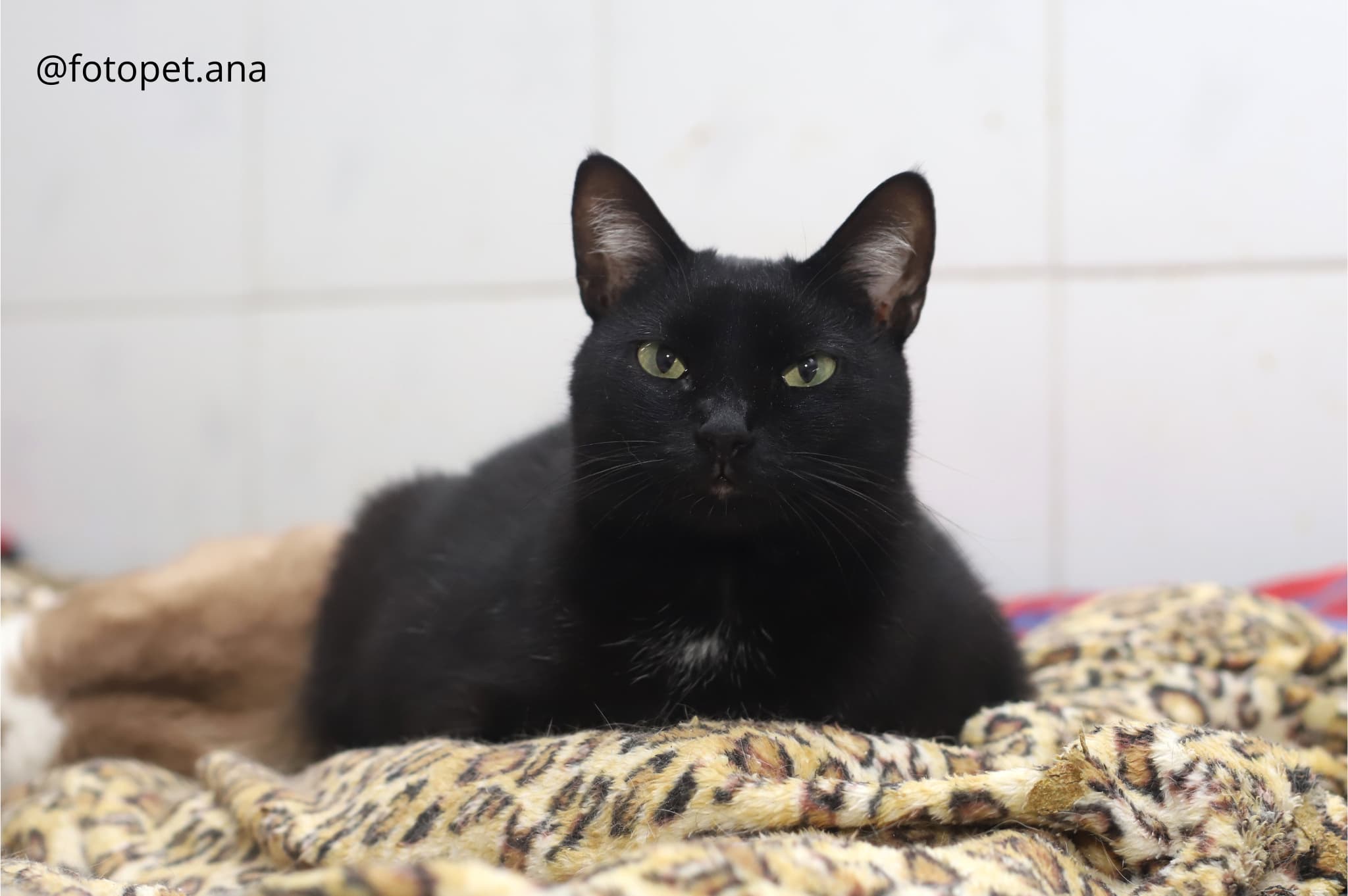 Ju-ju - Gato para adoção