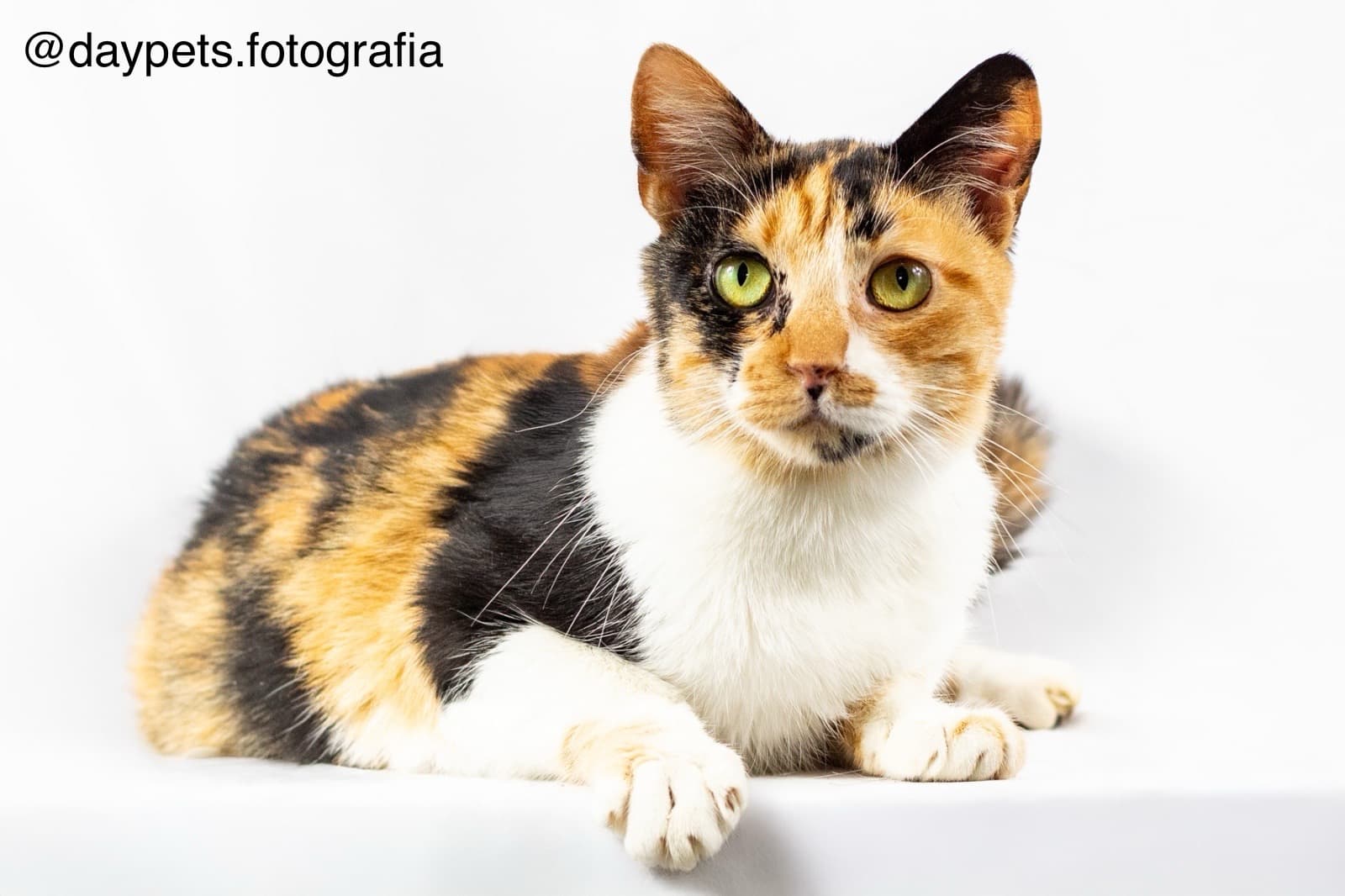 Luisa Sonza - Gato para adoção