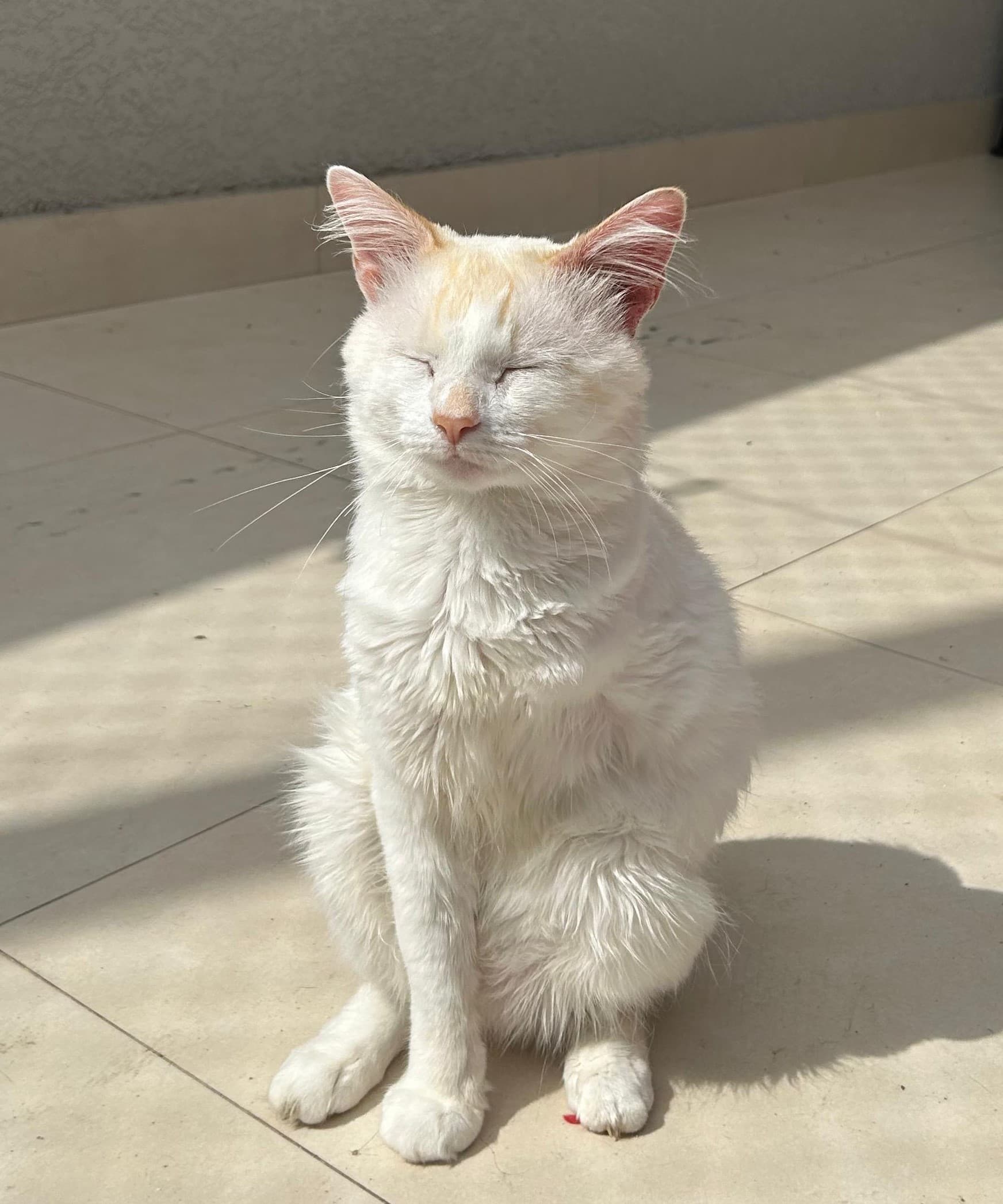 Mufasa - Gato para adoção