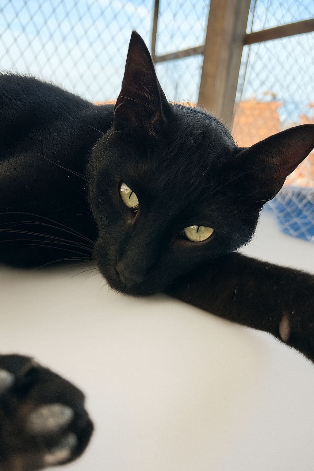 Puma - Gato para adoção