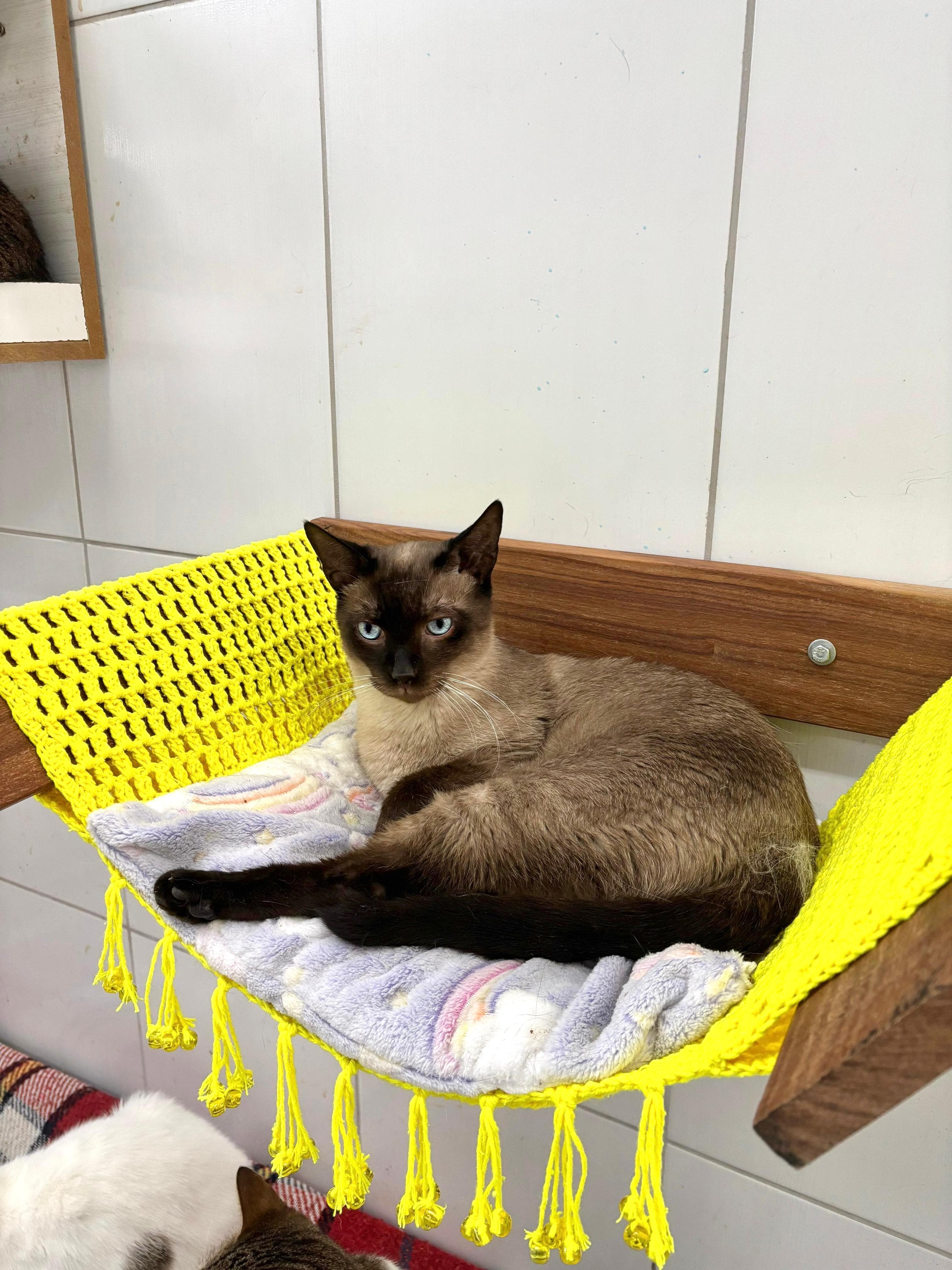 Vitório - Gato para adoção